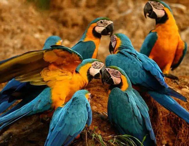Blue Gold Macaws Amazon Jungle
