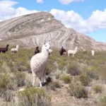 Andean Puna Llamas Alpacas Grazing
