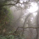 Manu Cloud Forest Mist