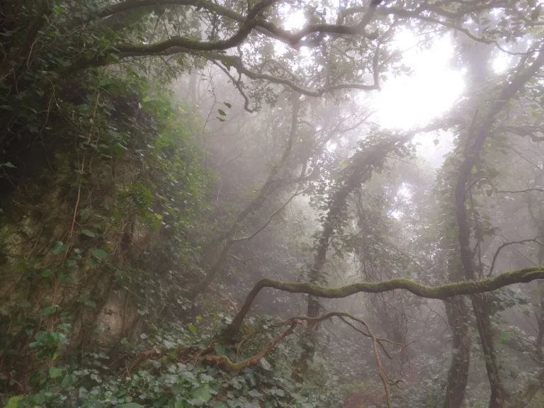 Manu Cloud Forest Mist