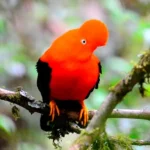Manu Cock Of The Rock Bird
