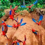 Manu Macaw Clay Lick